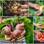 Easiest Vegetables To Grow At Home