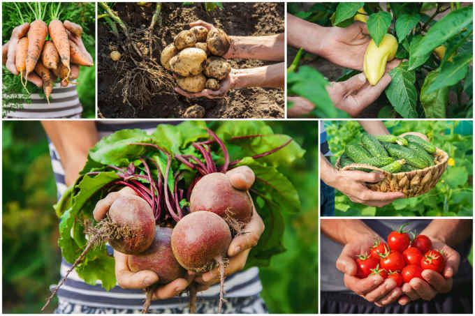 Easiest Vegetables To Grow At Home