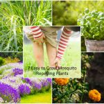 Easy to Grow Mosquito-Repelling Plants