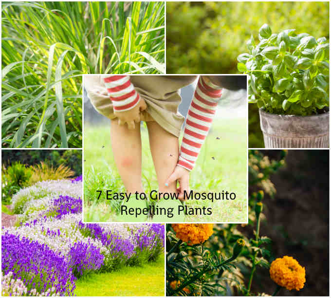 Easy to Grow Mosquito-Repelling Plants