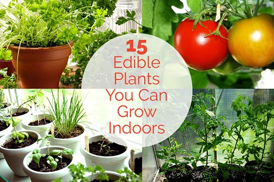 15 Edible Plants You Can Grow Indoors