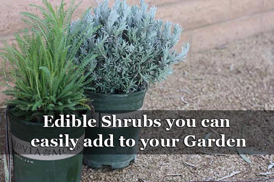Edible Shrubs you can easily add to your GardenEdible Shrubs you can easily add to your Garden