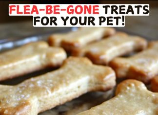 Fleas? Try These Flea-Be-Gone Treats For Your Pet!