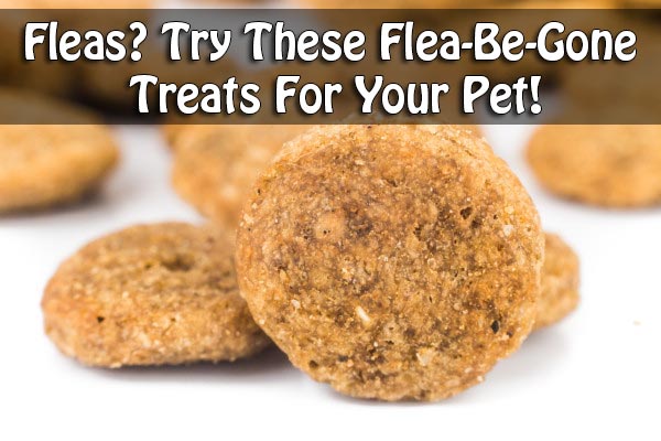 Fleas? Try These Flea-Be-Gone Treats For Your Pet!