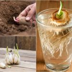 Foods That Will Re-Grow From Kitchen Scraps