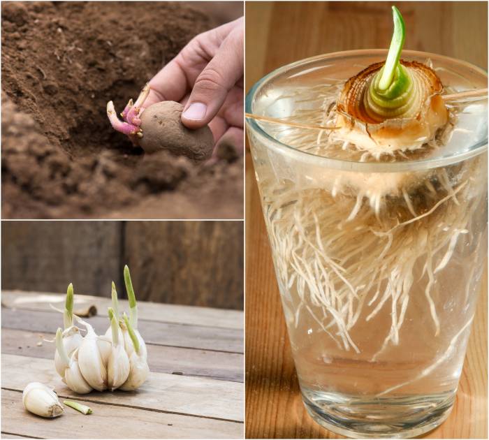 Foods That Will Re-Grow From Kitchen Scraps