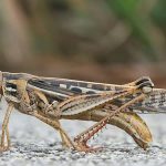 8 Insects You Can Use to Treat Injuries and Diseases