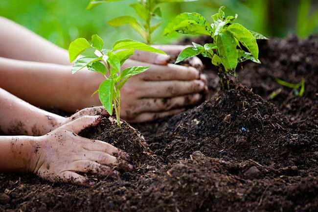 How To Make Your Own Gardener’s Hand Scrub