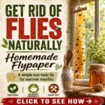 Get Rid Of Flies Naturally With Homemade Flypaper