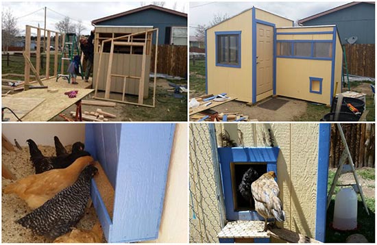 DIY Chicken Coop/Greenhouse Combo