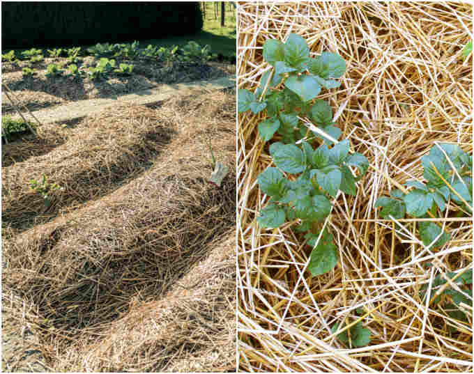 Grow Potatoes In Straw