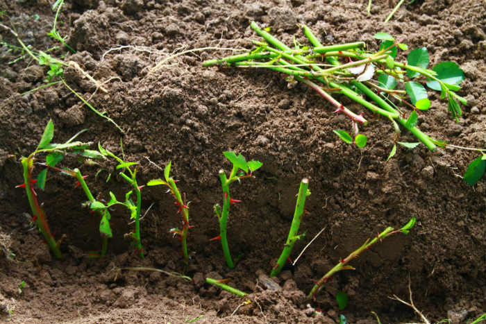 Grow Roses From a Cutting