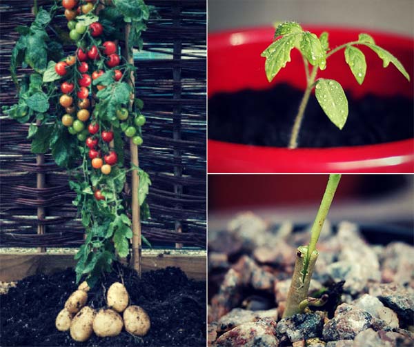 How To Grow Tomatoes And Potatoes On One Plant
