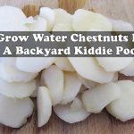 Grow Water Chestnuts In A Backyard Kiddie Pool