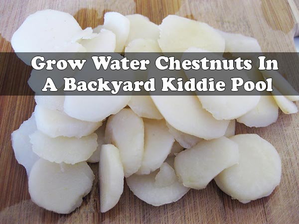 Grow Water Chestnuts In A Backyard Kiddie Pool