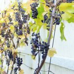 Growing Grapes In Containers
