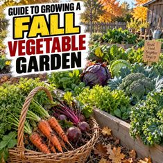 Guide To Growing a Fall Vegetable Garden Guide To Growing a Fall Vegetable Garden