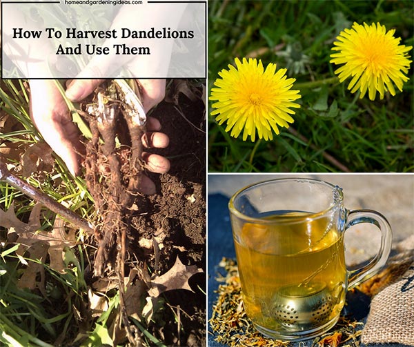 How To Harvest Dandelions And Use Them