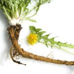 Harvest and Use Dandelion Roots