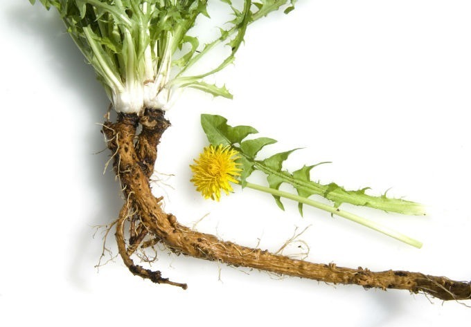 Harvest and Use Dandelion Roots