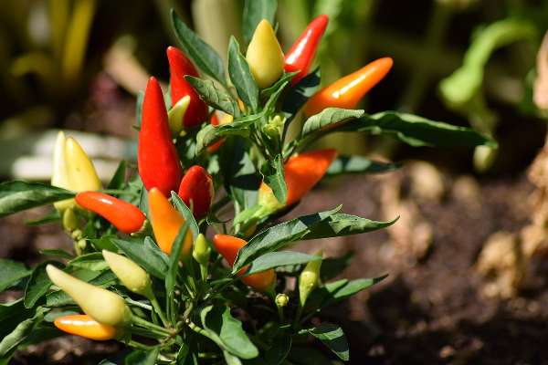 Harvesting Peppers