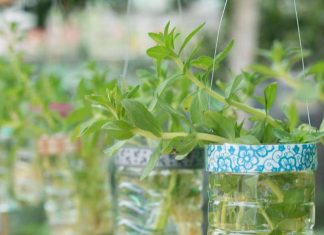 25 Herbs, Vegetables & Plants You Can Grow In Water 25 Herbs, Vegetables & Plants You Can Grow In Water