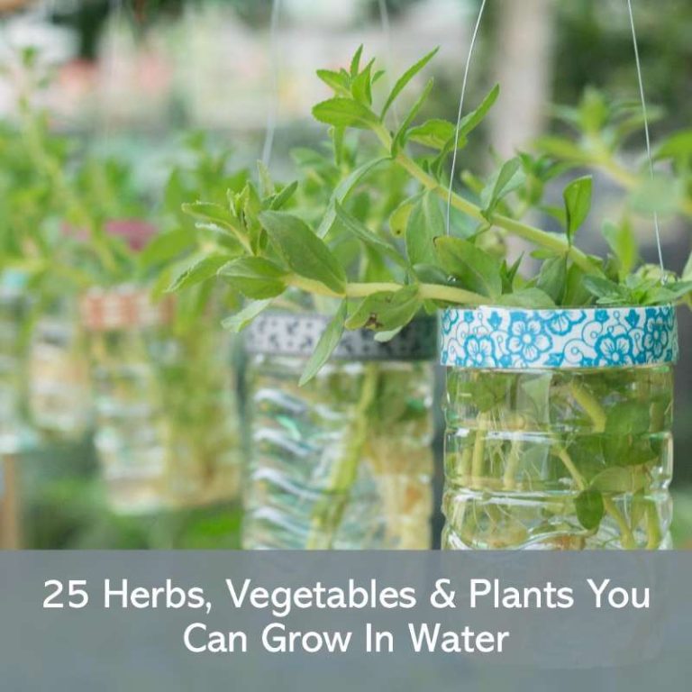 25 Herbs, Vegetables & Plants You Can Grow In Water