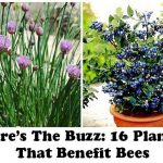 Here’s The Buzz: 16 Plants That Benefit Bees