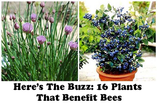 Here’s The Buzz: 16 Plants That Benefit Bees