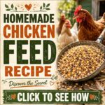 Homemade Chicken Feed Recipe