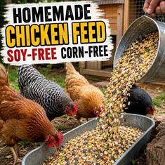 Homemade Chicken Feed Recipes – Soy-Free, Corn-Free Homemade Chicken Feed Recipes