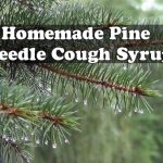 Homemade Pine Needle Cough Syrup