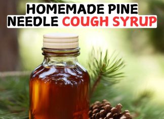 Homemade Pine Needle Cough Syrup Homemade Pine Needle Cough Syrup