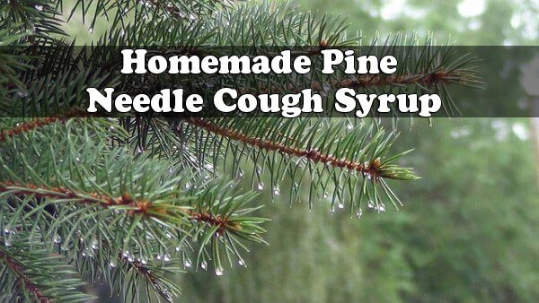 Homemade Pine Needle Cough Syrup