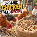 Homemade Whole Grain Chicken Feed