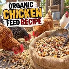 Organic Chicken Feed Recipe Homemade Whole Grain Chicken Feed
