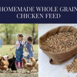 Homemade Whole Grain Chicken Feed