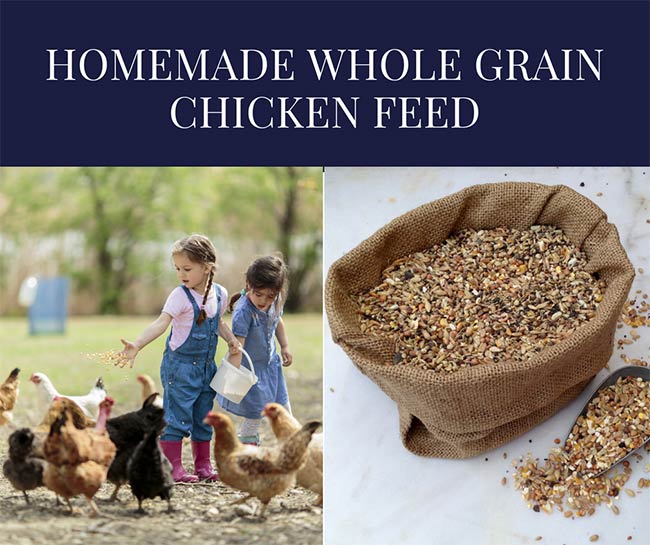 Homemade Whole Grain Chicken Feed