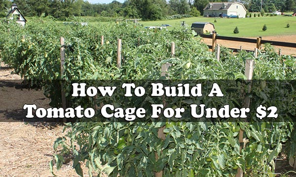 How To Build A Tomato Cage For Under $2