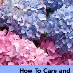 How To Care and Grow Hydrangeas