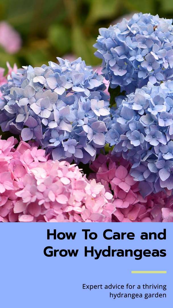 How To Care and Grow Hydrangeas