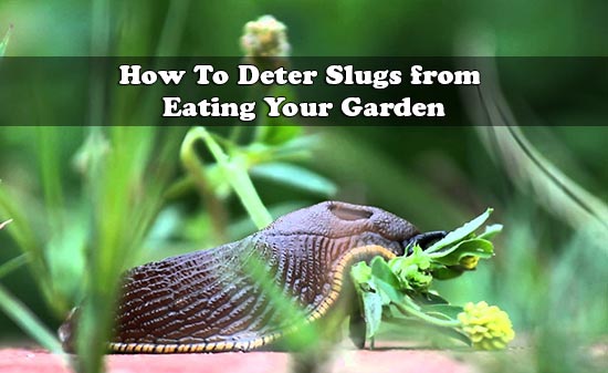 How To Deter Slugs from Eating Your Garden