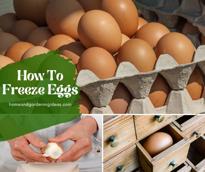 How To Freeze Fresh Eggs