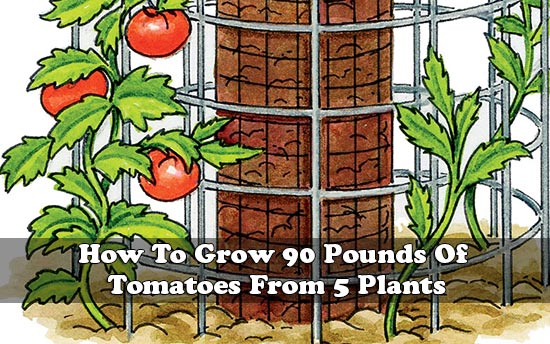 How To Grow 90 Pounds Of Tomatoes From 5 Plants