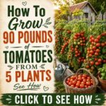 How To Grow 90 Pounds Of Tomatoes From 5 Plants