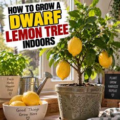 How To Grow A Dwarf Lemon Tree Indoors How To Grow A Dwarf Lemon Tree Indoors