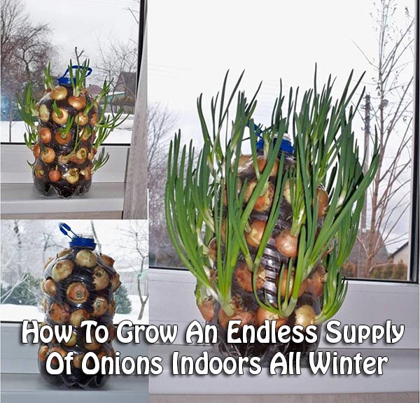 How To Grow An Endless Supply Of Onions Indoors All Winter
