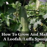How To Grow And Make A Loofah/Luffa Sponge