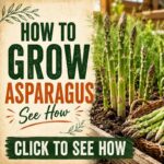 How To Grow Asparagus