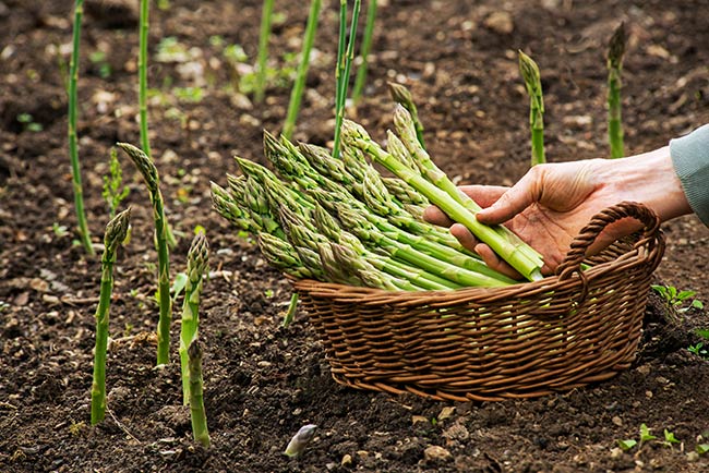How To Grow Asparagus